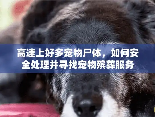 高速上好多宠物尸体，如何安全处理并寻找宠物殡葬服务