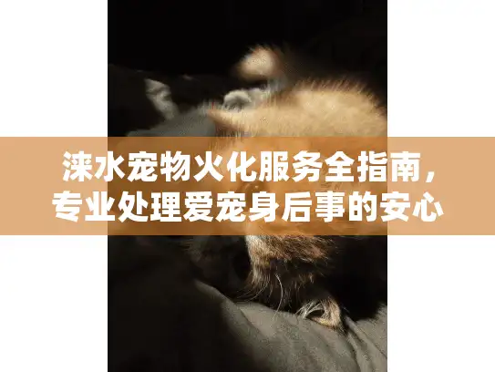 涞水宠物火化服务全指南，专业处理爱宠身后事的安心选择