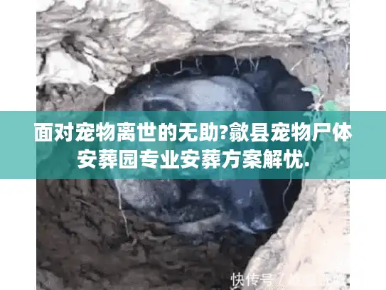 面对宠物离世的无助?歙县宠物尸体安葬园专业安葬方案解忧.