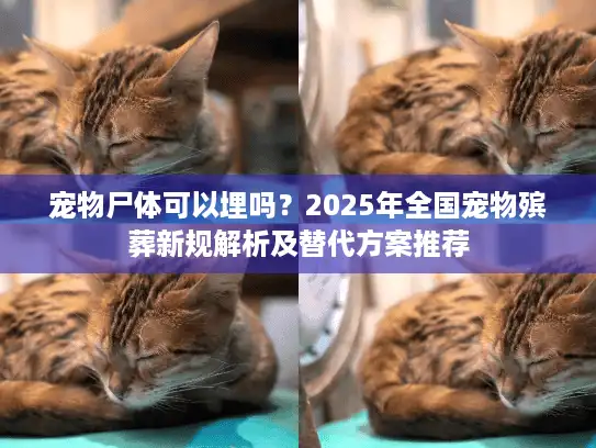 宠物尸体可以埋吗？2025年全国宠物殡葬新规解析及替代方案推荐