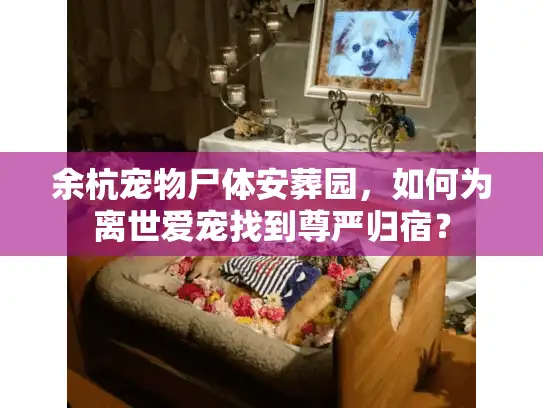 余杭宠物尸体安葬园，如何为离世爱宠找到尊严归宿？