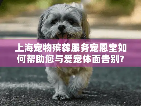 上海宠物殡葬服务宠恩堂如何帮助您与爱宠体面告别?