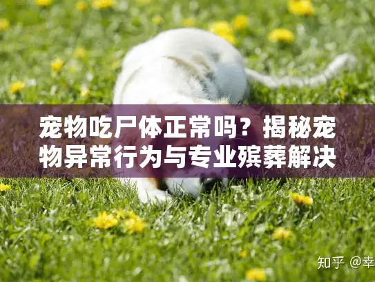 宠物吃尸体正常吗？揭秘宠物异常行为与专业殡葬解决方案