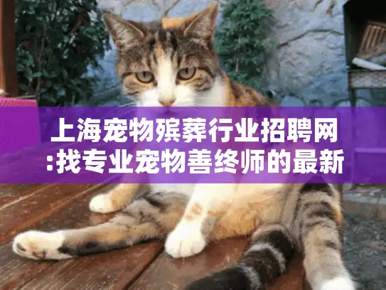 上海宠物殡葬行业招聘网:找专业宠物善终师的最新渠道