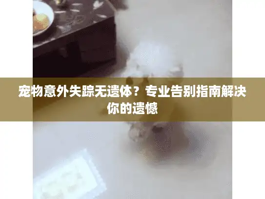 宠物意外失踪无遗体？专业告别指南解决你的遗憾