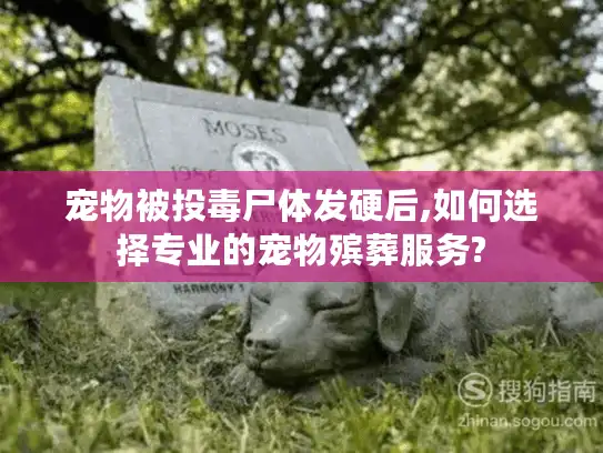 宠物被投毒尸体发硬后,如何选择专业的宠物殡葬服务?