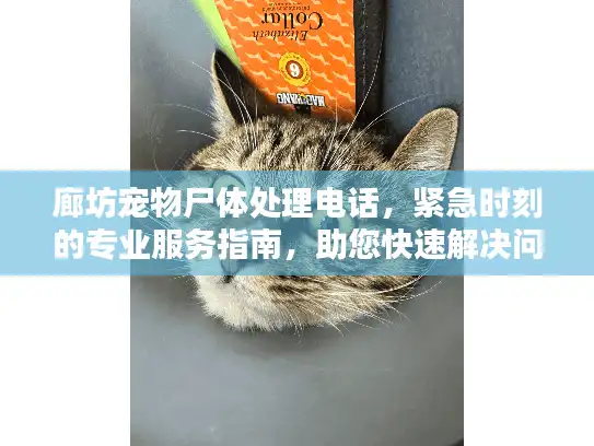 廊坊宠物尸体处理电话，紧急时刻的专业服务指南，助您快速解决问题！