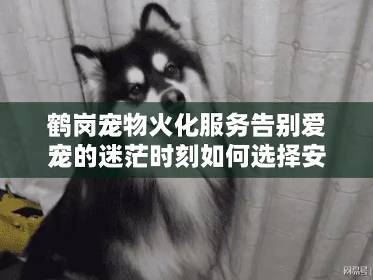 鹤岗宠物火化服务告别爱宠的迷茫时刻如何选择安心方案