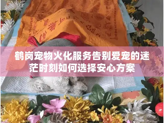 鹤岗宠物火化服务告别爱宠的迷茫时刻如何选择安心方案