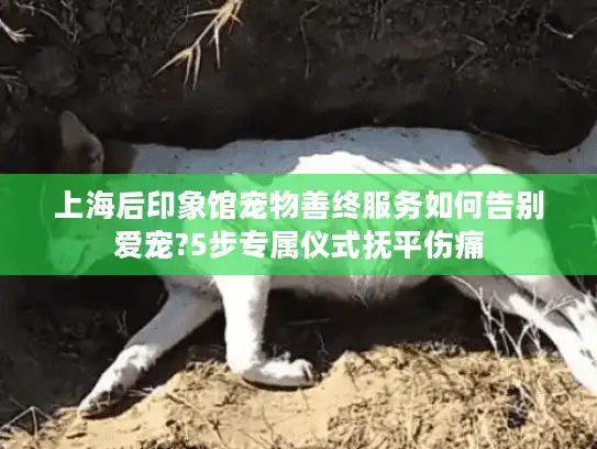 上海后印象馆宠物善终服务如何告别爱宠?5步专属仪式抚平伤痛