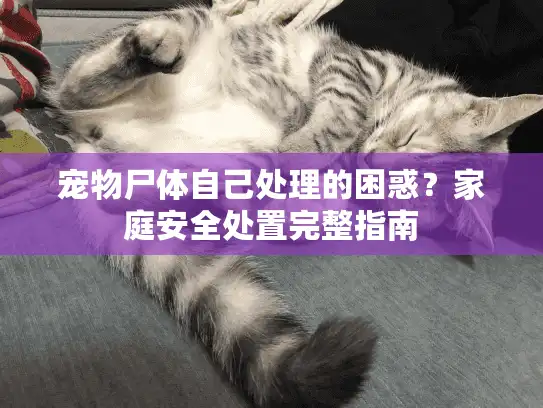 宠物尸体自己处理的困惑？家庭安全处置完整指南