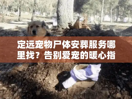 定远宠物尸体安葬服务哪里找？告别爱宠的暖心指南