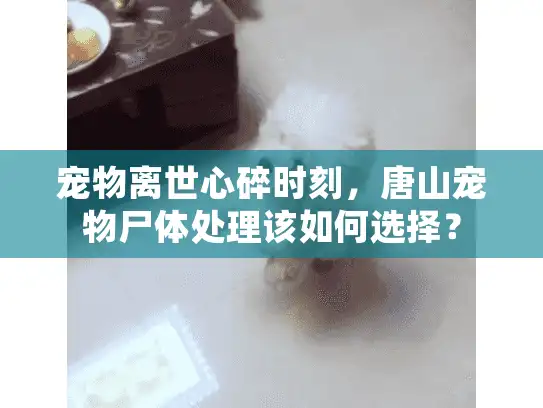 宠物离世心碎时刻，唐山宠物尸体处理该如何选择？
