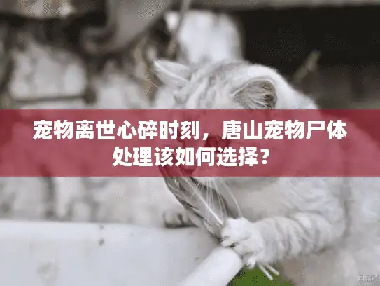 宠物离世心碎时刻，唐山宠物尸体处理该如何选择？