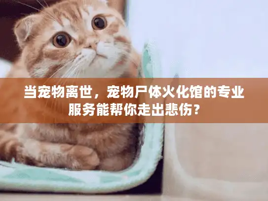 当宠物离世，宠物尸体火化馆的专业服务能帮你走出悲伤？
