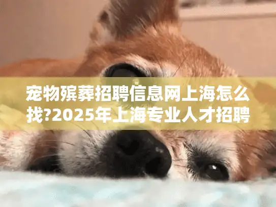 宠物殡葬招聘信息网上海怎么找?2025年上海专业人才招聘攻略