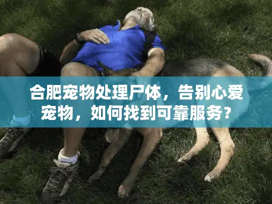 合肥宠物处理尸体，告别心爱宠物，如何找到可靠服务？