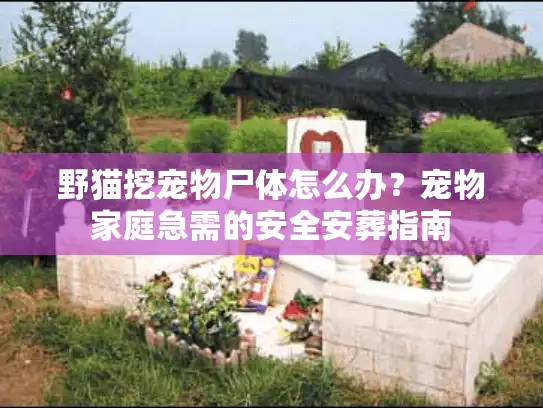 野猫挖宠物尸体怎么办？宠物家庭急需的安全安葬指南