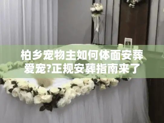 柏乡宠物主如何体面安葬爱宠?正规安葬指南来了