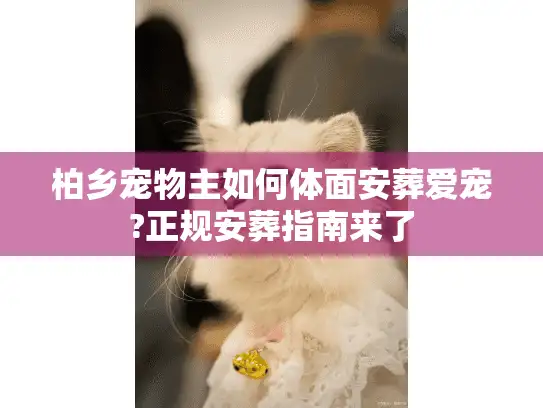柏乡宠物主如何体面安葬爱宠?正规安葬指南来了