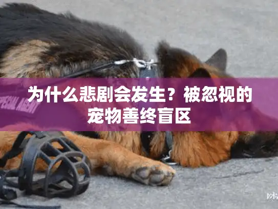 为什么悲剧会发生？被忽视的宠物善终盲区