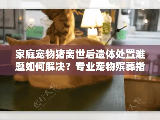 家庭宠物猪离世后遗体处置难题如何解决？专业宠物殡葬指南