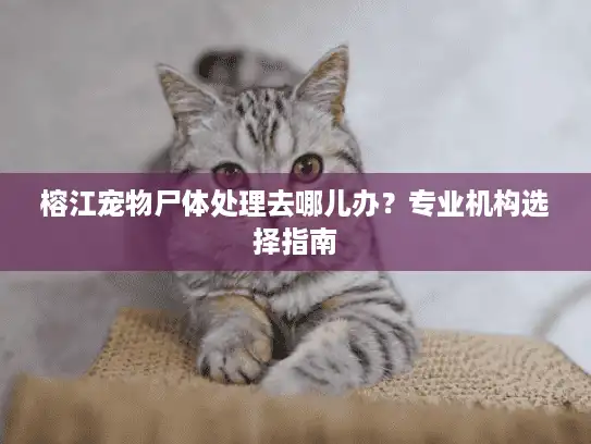 榕江宠物尸体处理去哪儿办？专业机构选择指南