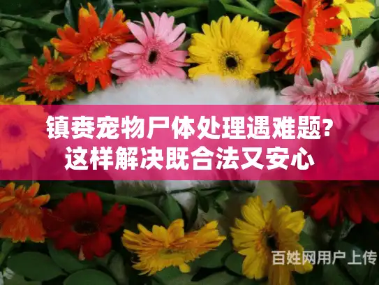 镇赉宠物尸体处理遇难题?这样解决既合法又安心