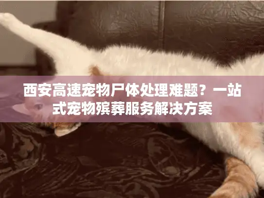 西安高速宠物尸体处理难题？一站式宠物殡葬服务解决方案
