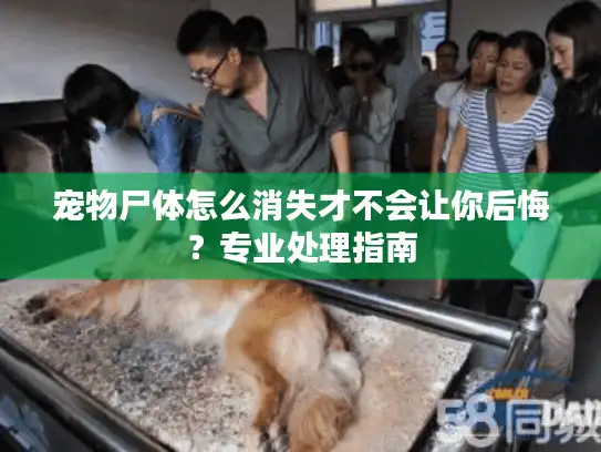 宠物尸体怎么消失才不会让你后悔？专业处理指南