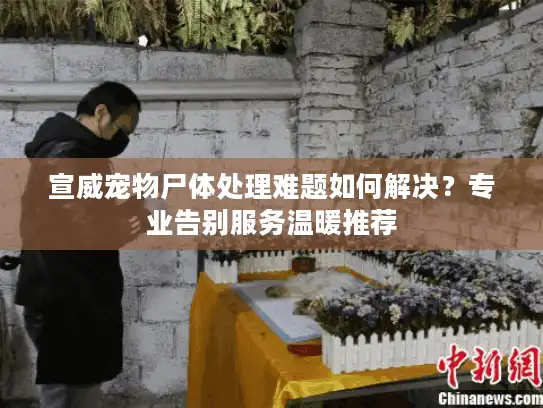 宣威宠物尸体处理难题如何解决？专业告别服务温暖推荐
