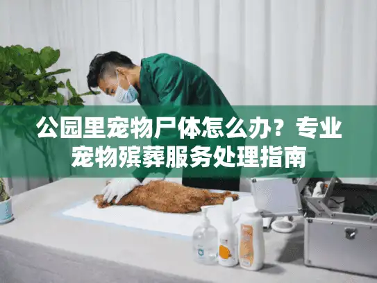 公园里宠物尸体怎么办？专业宠物殡葬服务处理指南