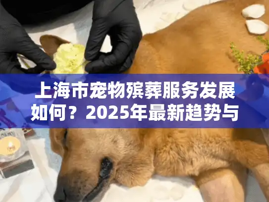 上海市宠物殡葬服务发展如何？2025年最新趋势与服务选择指南