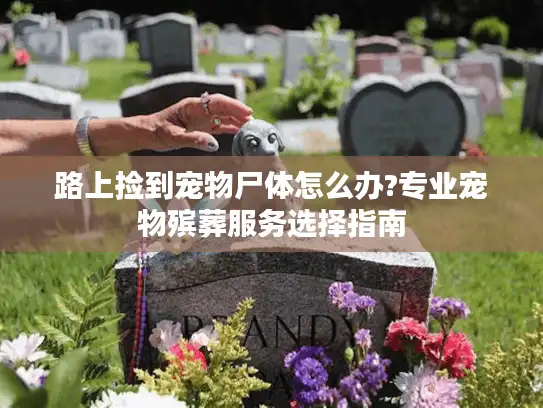 路上捡到宠物尸体怎么办?专业宠物殡葬服务选择指南