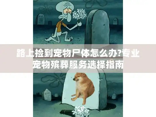 路上捡到宠物尸体怎么办?专业宠物殡葬服务选择指南