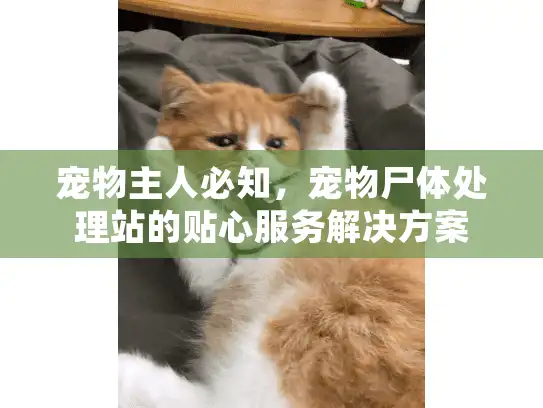 宠物主人必知，宠物尸体处理站的贴心服务解决方案