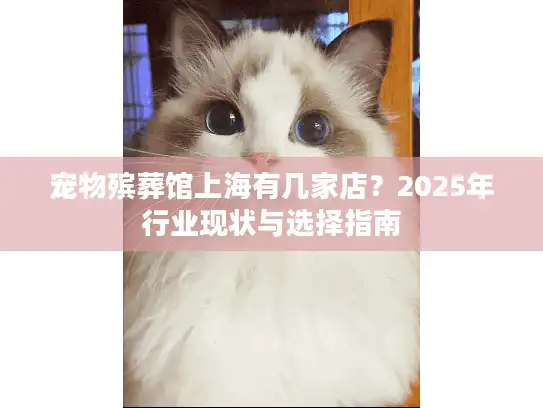 宠物殡葬馆上海有几家店？2025年行业现状与选择指南