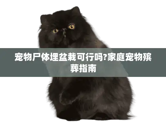宠物尸体埋盆栽可行吗?家庭宠物殡葬指南