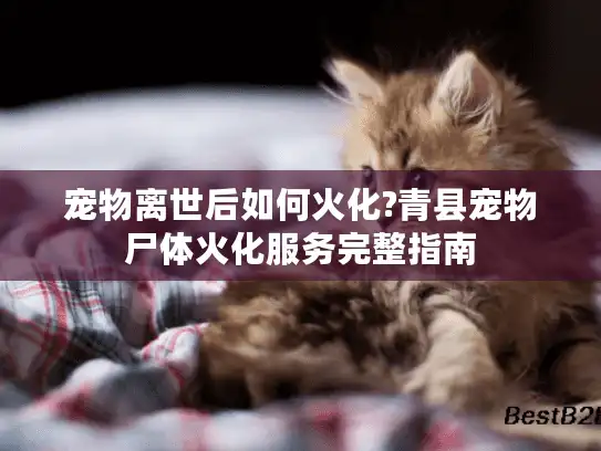 宠物离世后如何火化?青县宠物尸体火化服务完整指南