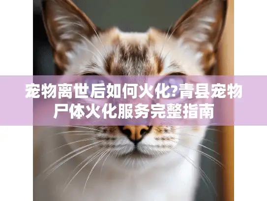 宠物离世后如何火化?青县宠物尸体火化服务完整指南