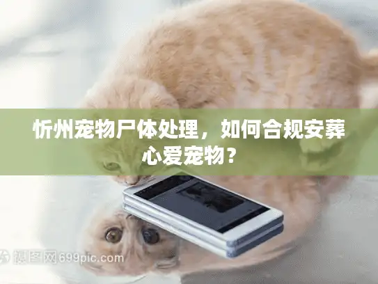 忻州宠物尸体处理，如何合规安葬心爱宠物？