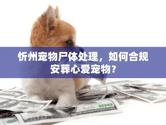 忻州宠物尸体处理，如何合规安葬心爱宠物？