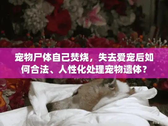 宠物尸体自己焚烧，失去爱宠后如何合法、人性化处理宠物遗体？