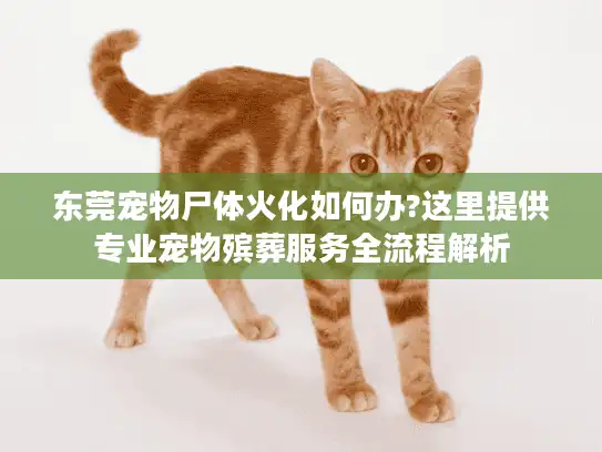 东莞宠物尸体火化如何办?这里提供专业宠物殡葬服务全流程解析