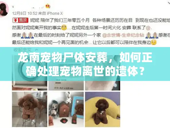 龙南宠物尸体安葬，如何正确处理宠物离世的遗体？