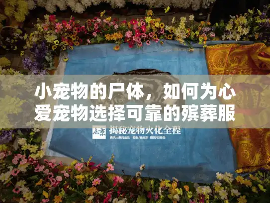 小宠物的尸体，如何为心爱宠物选择可靠的殡葬服务？
