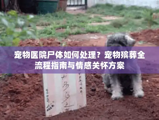 宠物医院尸体如何处理？宠物殡葬全流程指南与情感关怀方案