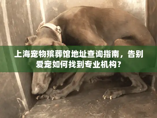 上海宠物殡葬馆地址查询指南，告别爱宠如何找到专业机构？