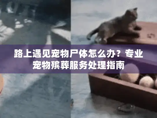 路上遇见宠物尸体怎么办？专业宠物殡葬服务处理指南
