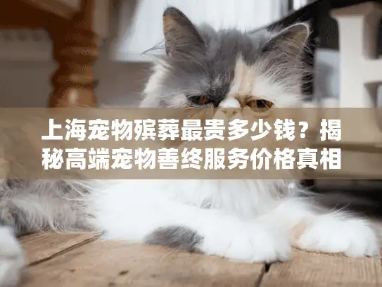 上海宠物殡葬最贵多少钱？揭秘高端宠物善终服务价格真相